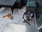 Man&Vrouw mainecoon, Dieren en Toebehoren, Meerdere dieren, Gechipt, 3 tot 5 jaar