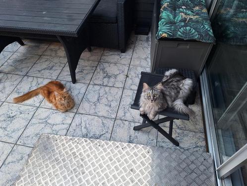 Man&Vrouw mainecoon, Dieren en Toebehoren, Katten en Kittens | Raskatten | Langhaar, Meerdere dieren, 3 tot 5 jaar, Gechipt