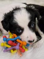 Inschrijven voor Border Collie pups met NHSB & ISDS stamboom, Rabiës (hondsdolheid), Meerdere, 8 tot 15 weken, Meerdere dieren