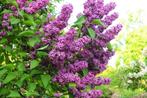 Amerikaanse sering Ceanothus  meerdere soorten en maten, Ophalen of Verzenden, Eenjarig, Overige soorten, Volle zon