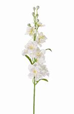 RIDDERSPOOR (DELPHINIUM) KUNST -TOP ART - WIT