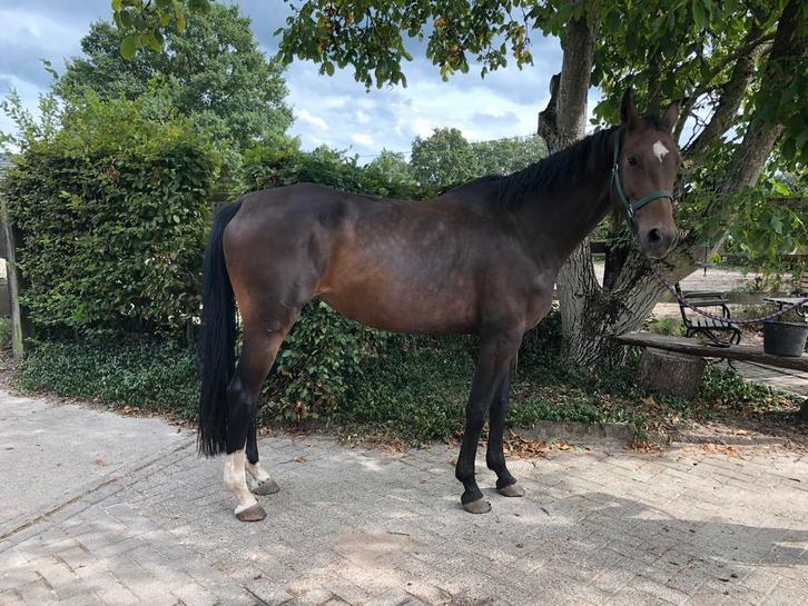 Lieve alround merrie, Dieren en Toebehoren, Stalling en Weidegang