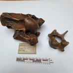 Fossielen wervels paard  equus germanicus en?, Ophalen of Verzenden
