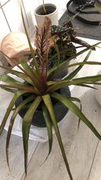 Kamerplant, Huis en Inrichting, Kamerplanten, Ophalen of Verzenden, Halfschaduw, Minder dan 100 cm
