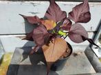 Sier Ipomoea batatas, sweet potato fine, Ophalen, Zomer, Overige soorten, Volle zon