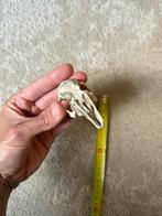 Konijn Schedel - Natuurlijke Decoratie, Ophalen of Verzenden, Gebruikt, Overige soorten, Schedel