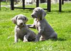 Zoektocht naar Weimaraner pup, Dieren en Toebehoren, Rabiës (hondsdolheid), Overige rassen, 8 tot 15 weken, Teef