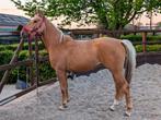 Super lieve, knappe en vlotte merrie, Dieren en Toebehoren, Pony's, Merrie, Gechipt, 3 tot 6 jaar, Recreatiepony