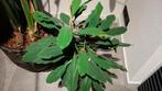 Madagascar jewel 40h x 50b plant, excl. ompot, Minder dan 100 cm, Halfschaduw, Ophalen
