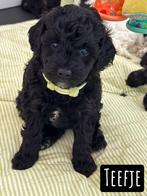 Australian labradoodle pups MINI, Dieren en Toebehoren, Honden | Retrievers, Spaniëls en Waterhonden, Overige rassen, CDV (hondenziekte)