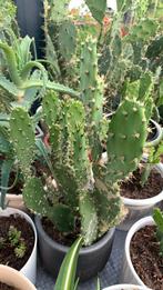Cactus plant met pit €10, Ophalen, Cactus, Volle zon, Minder dan 100 cm