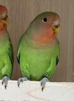 2 Agapornis dwergpapegaai roseicollie poppen om tam te maken, Dieren en Toebehoren, Vogels | Parkieten en Papegaaien, Vrouwelijk