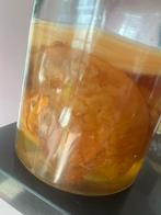 Scoby kombucha maken starter zelf kombucha maken fermenteren, Ophalen