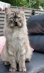Mooie jonge Maine Coon dametje, Dieren en Toebehoren, Katten en Kittens | Raskatten | Langhaar, Poes, Gechipt, 0 tot 2 jaar