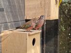Koppel bourke parkieten te koop, Dieren en Toebehoren, Vogels | Parkieten en Papegaaien, Meerdere dieren, Parkiet