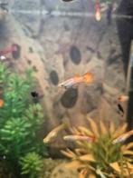 Baby guppen en black molly's, baby appelslakken, Vis