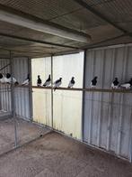 Mooie eksterduiven, Dieren en Toebehoren, Vogels | Duiven, Meerdere dieren, Overige soorten