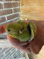 Baby  Grasparkieten en hand  tam., Dieren en Toebehoren, Geslacht onbekend, Parkiet, Tam