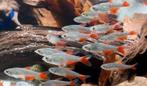 Roodvin zalmen XXL volwassenen dieren !, Dieren en Toebehoren, Vis, Zoetwatervis, Schoolvis