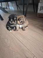 Pomeriaan pups, Dieren en Toebehoren, Keeshond, 8 tot 15 weken, Meerdere, Meerdere dieren