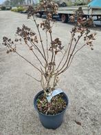 Pluimhortensia Pastel Green, Tuin en Terras, Ophalen of Verzenden, Hortensia, Struik, Minder dan 100 cm