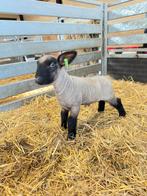 Hampshire Down ramlammeren, Dieren en Toebehoren, Schapen, Geiten en Varkens, Schaap, Mannelijk