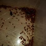 Redrunners, Dieren en Toebehoren, Insecten en Spinnen, Overige soorten