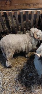 Walliser schwarznase ram, Mannelijk, Schaap