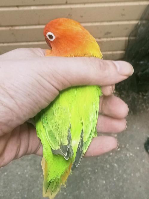 Prachtige piep jonge agapornis fisheri opaline groen xxl man, Dieren en Toebehoren, Vogels | Parkieten en Papegaaien, Dwergpapegaai of Agapornis