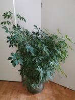 Grote Schefflera plant in pot, 100 tot 150 cm, Overige soorten, In pot, Groene kamerplant