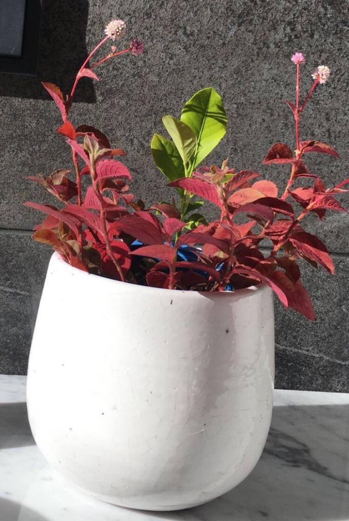 Valencia bio kamerplanten roze bloemen roze bladeren, Huis en Inrichting, Kamerplanten, Overige soorten, Minder dan 100 cm, Bloeiende kamerplant