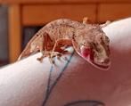 Wimpergekko jong superdalmatian, Hagedis
