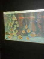 discusvis,discus,discusvissen, Dieren en Toebehoren, Vissen | Aquariumvissen, Vis, Zoetwatervis, Schoolvis