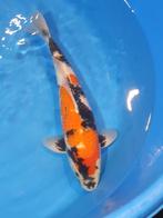 Showa Dainchi met certificaat, Karper of Koi