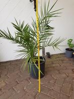 Dadelpalm, Tuin en Terras, Ophalen, Volle zon, Palmboom, Minder dan 100 cm