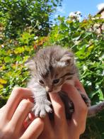 4 prachtige kittens te koop, Dieren en Toebehoren, Katten en Kittens | Overige Katten, Meerdere dieren, Kortharig, 0 tot 2 jaar