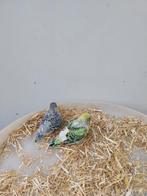 Grasparkieten, Dieren en Toebehoren, Vogels | Parkieten en Papegaaien, Meerdere dieren, Parkiet, Tam