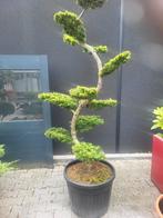 Larix Kaemdferii bonsai 200 cm, Bloeit niet, Halfschaduw, Overige soorten, 100 tot 250 cm