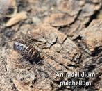 Armadillidium pulchellum, Overige soorten