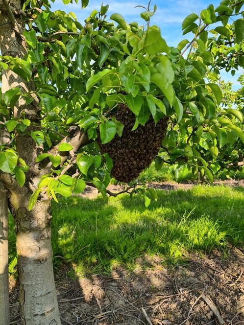 Bijenzwerm, Dieren en Toebehoren, Insecten en Spinnen, Overige soorten