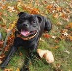 Dekreu Staffordshire Bull Terrier Engelse Stafford, Dieren en Toebehoren, CDV (hondenziekte), Eén hond, 3 tot 5 jaar, Nederland