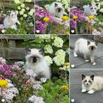 Mogen bijna verhuizen: 2 Ragdoll kittens met stamboom, Meerdere dieren, Gechipt, 0 tot 2 jaar