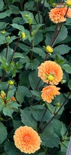 Dahlia knollen, Tuin en Terras, Bloembollen en Zaden, Ophalen of Verzenden, Volle zon, Knol