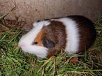 Superknappe Cavia beertjes -verschillende kleuren leeftijden, Dieren en Toebehoren, Knaagdieren, Cavia, Mannelijk, Tam, Oktober