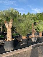Mediterane en Subtropische Planten en bomen, Volle zon, Vaste plant, Zomer, Ophalen