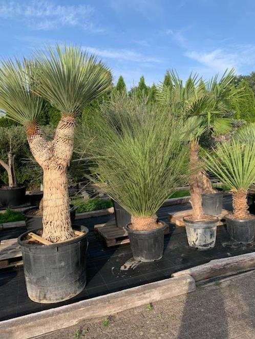 Mediterane en Subtropische Planten en bomen, Tuin en Terras, Planten | Tuinplanten, Vaste plant, Overige soorten, Volle zon, Zomer
