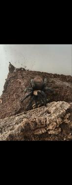 Vogelspin + compleet aquarium, Boeken, Ophalen of Verzenden, Zo goed als nieuw