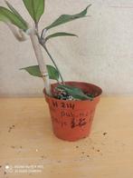 hoya publicalyx red potmaat 8.5 nummer H214, Ophalen of Verzenden, Halfschaduw, Minder dan 100 cm
