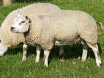Raszuivere Texelaar stamboek ram en ooien, Meerdere dieren, Schaap