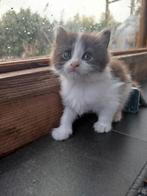 Maine coon kittens, Meerdere dieren, Gechipt